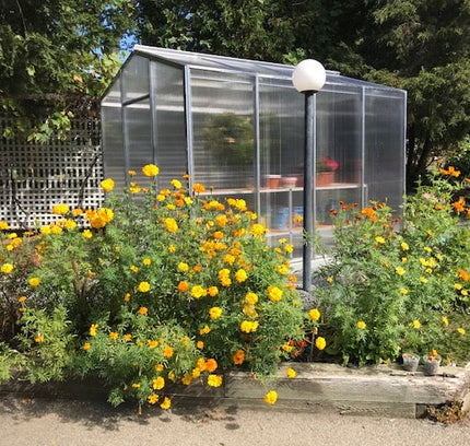 Palmetto Greenhouse 8' x 10'