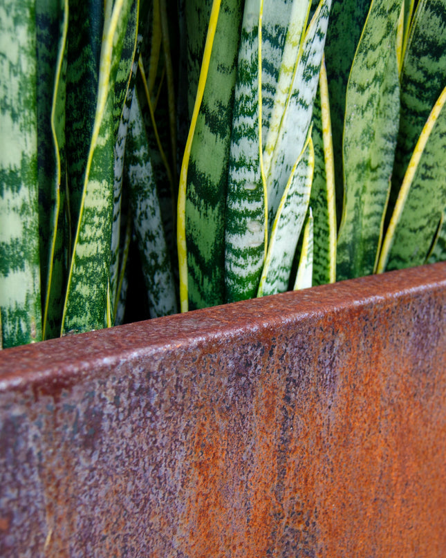 Corten Steel Edge Planters