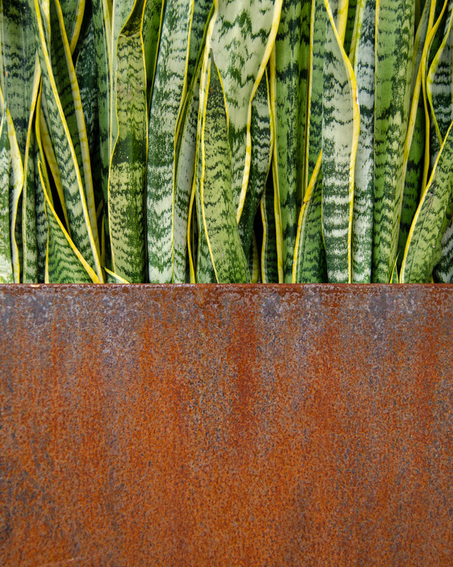 Corten Steel Edge Planters